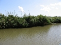 Poze Delta Dunarii | Imagini Gura Portitei